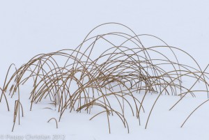 reeds