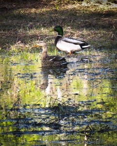 mallards