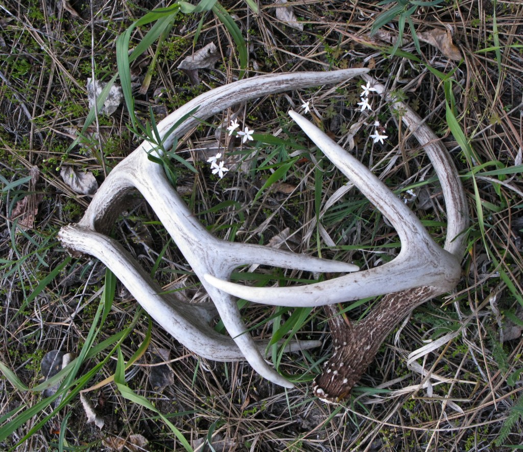 antler sheds