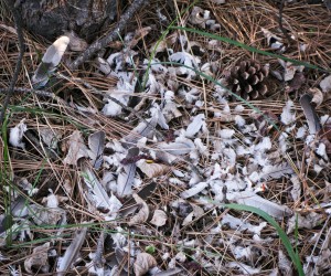 dove feathers