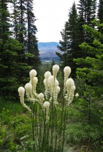 bear grass