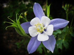 columbine