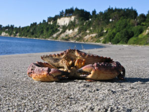 crab