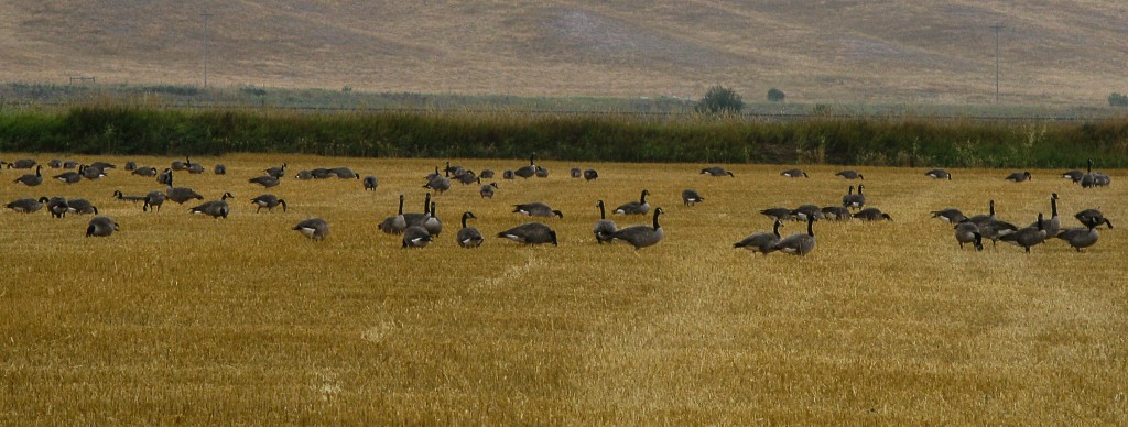 geese gathering