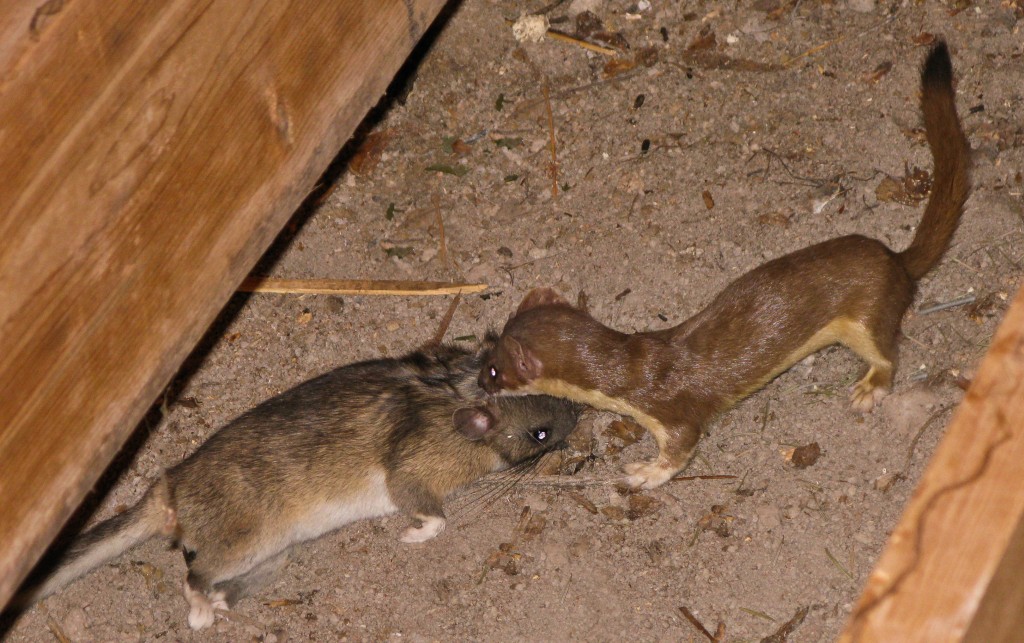 packrat photo packrat photo